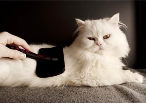 گندم پت- نژاد پرشین