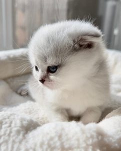 گندم پت- نژاد اسکاتیش